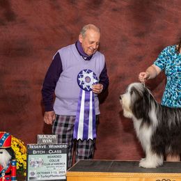 Bearded Collies from Boston Light Bearded Collies