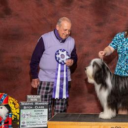 Bearded Collies from Boston Light Bearded Collies