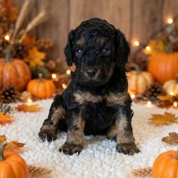 Blitz - Black and tan male Cockapoo puppy in Sparta, Missouri from Sis' Doodles & Poodles