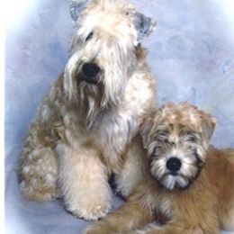 Soft Coated Wheaten Terriers from AnamCara Wheatens