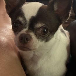 Troy - Chihuahua