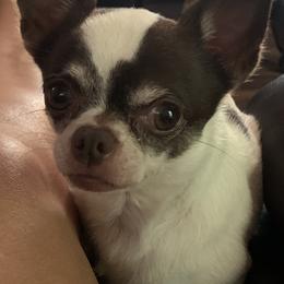 Troy - Chihuahua