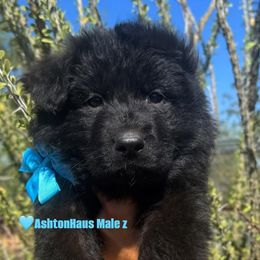 Xander Blue - Black male German Shepherd puppy in Wickenburg, Arizona from Vom AshtonHaus German Shepherds