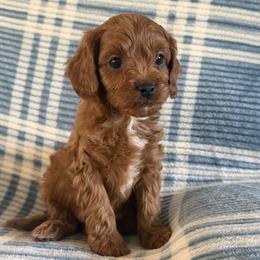 Boy 2 - Apricot male Cavapoo puppy in Gatesville, Texas from Country Club Cavapoos