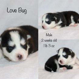 Love Bug - Black and white male Pomsky puppy in Denham Springs, Louisiana from Bayouland Pomskies
