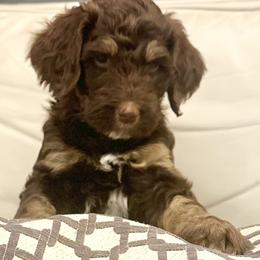 Torvi - Sable Bernedoodle puppy in Chandler, Arizona from Bernedoodle Lovers
