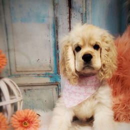 Gracie - Cocker Spaniel