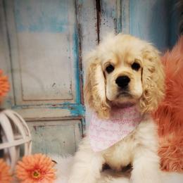 Gracie - Cocker Spaniel