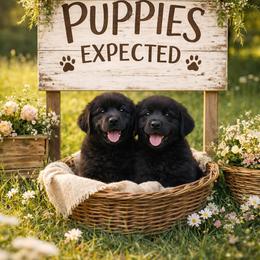 Flat-Coated Retriever puppies from Blixthalka Flat-Coated Retrievers