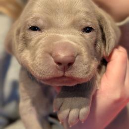 Marty - Silver gray male Weimaraner puppy in Evart, Michigan from Drehbar Weimaraners