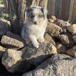 Australian Shepherd Puppies from Storybrooke Australian Shepherds
