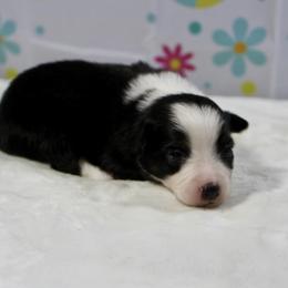 Reese - Blue tri male Toy Australian Shepherd puppy in Bauxite, Arkansas from J and B Mini Aussies