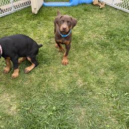 Doberman Pinscher Puppies from Jensen Dobermans
