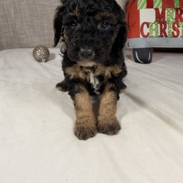 Joy - Phantom female Goldendoodle puppy in Luana, Iowa from Country View Bernedoodles and Goldendoodles