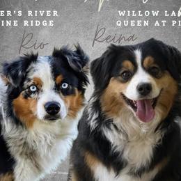 Miniature American Shepherd puppies from Legendmaker MAS