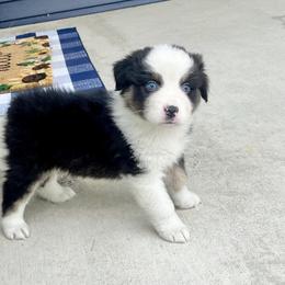 King - Black tri-color male Australian Shepherd puppy in Loda, Illinois from Pilcher Farms