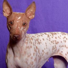 American Hairless Terriers from Prisonbreak