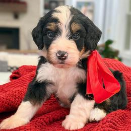 Derek - Tri-color male Bernedoodle puppy in Kilgore, Texas from Furry Tail Doodles
