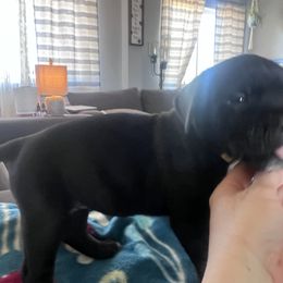 Cane Corso Puppies from Ragnarok kennels