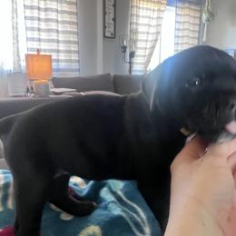 Cane Corso Puppies from Ragnarok kennels