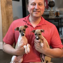 Italian Greyhound, Lagotto Romagnolo, and Whippet Puppies from Sugar Valley Farm