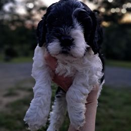 Andy - Black and white male Cockapoo puppy in Mena, Arkansas from Ouachita River Cockapoos