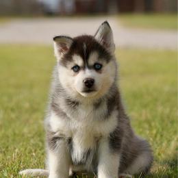Garmin - Black and white male Pomsky puppy in Krum, Texas from Paw-Some Pomskies