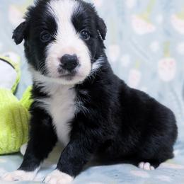 Arrow - Black and white male Border Collie puppy in Raccoon, Kentucky from Skyline Border Collies