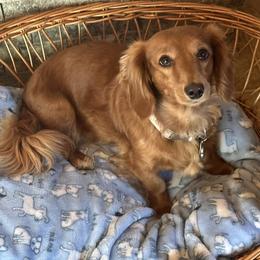 Rose - Dachshund