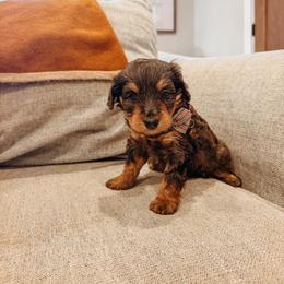 Boone - Blue merle male Aussiedoodle puppy in Tryon, North Carolina from Melrose Mountain Farm