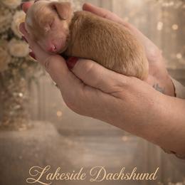 Murphy - Cream male Dachshund puppy in Statesville, North Carolina from Lakeside Dachshunds
