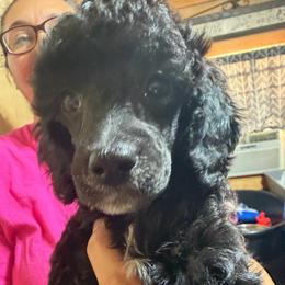 Lacy - Parti female Poodle puppy in Florence County, South Carolina from Modern Family Standards