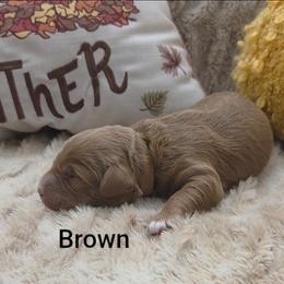 Brown Collar - Red  male Goldendoodle puppy in Fayetteville, North Carolina from Frannie's Goldendoodle Puppies