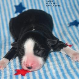 Hamm - Black & white male Miniature Australian Shepherd puppy in Patterson, North Carolina from DreamLine Aussies