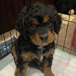 Cavapoo puppies from Clover Patch Cavapoos