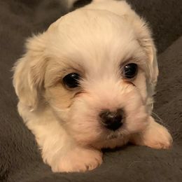 Shichons and Shih Tzus from Jacob’s Shih Tzu & Shichon
