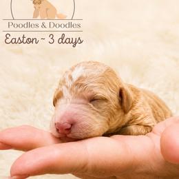 Easton - Apricot male Goldendoodle puppy in Lake Charles, Louisiana from Perfect Fit Poodles & Doodles