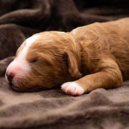 Sage Green Boy - Red  male Goldendoodle puppy in Lafayette, Alabama from Sweethaven Kennels