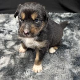 Girl 3: Paris - Black tri-color female Australian Shepherd puppy in Volant, Pennsylvania from Addie's Aussies