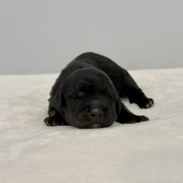 Puffy - Black female Australian Labradoodle puppy in Calhoun, Louisiana from Arrowhead Australian Labradoodles