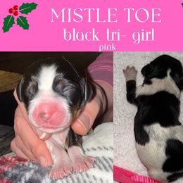 English Springer Spaniel Puppies from Stormin Pine and Prairie Springers