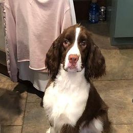 English Springer Spaniels from Sanroc ESS