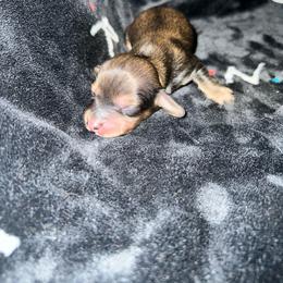 Mya - Cream female Dachshund puppy in La Junta, Colorado from Royal King’s Mini Dachshunds