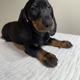 Oscar - Black and cream male Dachshund puppy in Bala Cynwyd, Pennsylvania from Hotdawgz Standard AKC Dachshunds