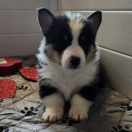Spruce - Black and tan male Pembroke Welsh Corgi puppy in Salem, Oregon from Peakaview Corgis