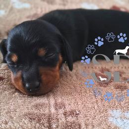 Justice - Black and tan male Dachshund puppy in Ocala, Florida from Seaside Dachshunds