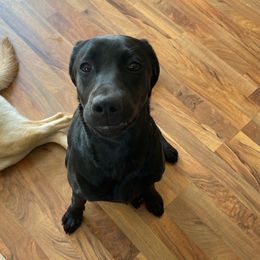 Labrador Retrievers from L&R Farm Labrador Retrievers