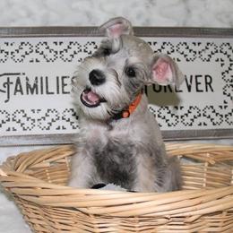 Miniature Schnauzer Puppies from Schnauzers on Robinson Lane