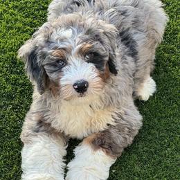 Titan - Blue merle male Bernedoodle puppy in Salem, Utah from Doodle Doodle Dogs