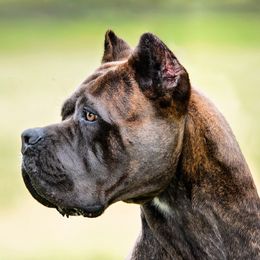 Cara - Cane Corso